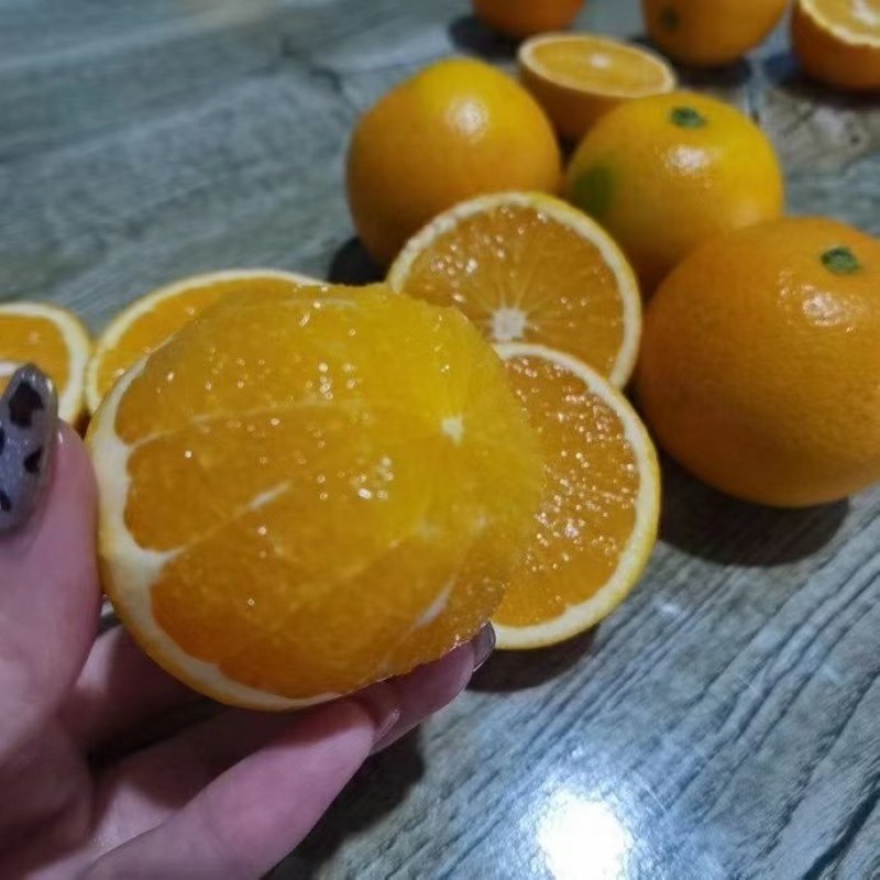 麻阳“冰糖橙之乡”～冰糖橙