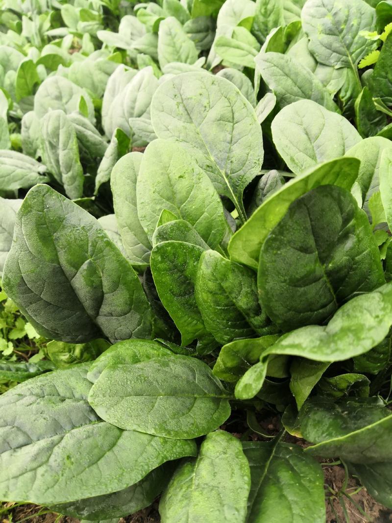精品趴地圆叶菠菜一百亩上市