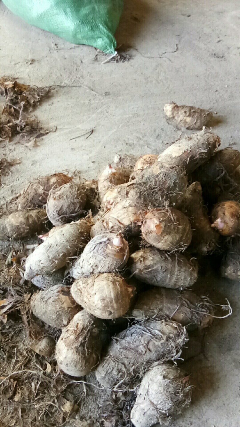上饶特产香糯粉红芽芋