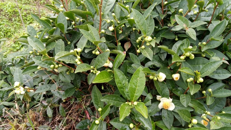 江西上饶市婺源县农家自产自销的高山野生蜂蜜