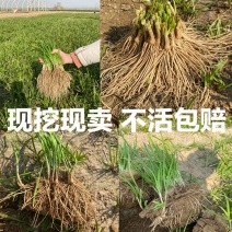 广东韭菜根基地，现挖现发质量包保证，一年四季可以种