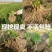广东韭菜根基地，现挖现发质量包保证，一年四季可以种