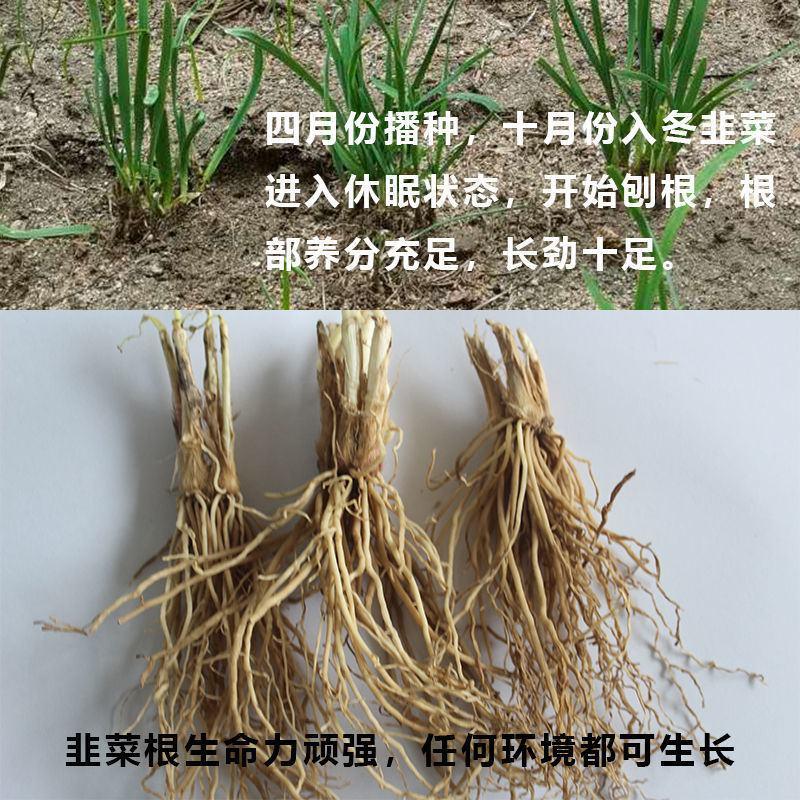 广东韭菜根基地，现挖现发质量包保证，一年四季可以种