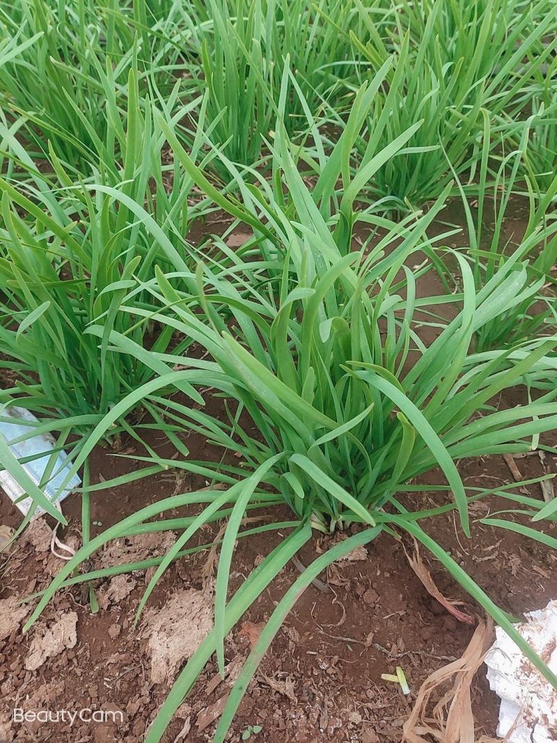 广东韭菜根基地，现挖现发质量包保证，一年四季可以种