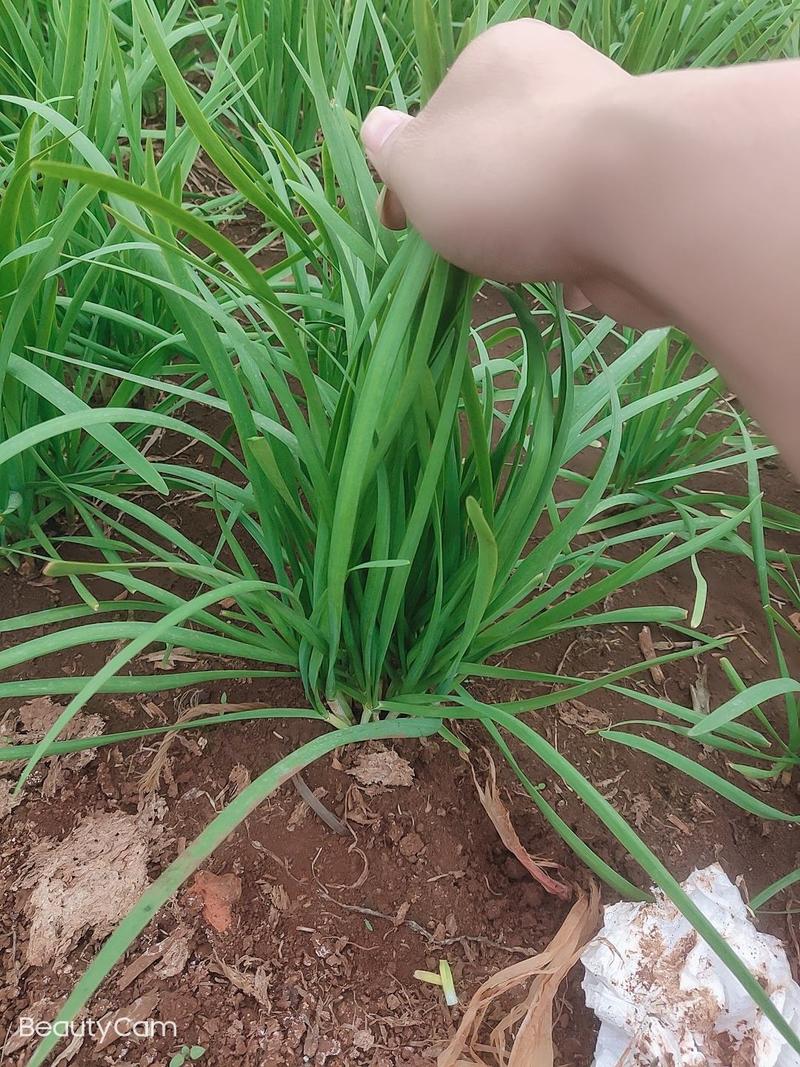 广东韭菜根基地，现挖现发质量包保证，一年四季可以种
