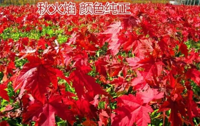 新品常年红红枫苗（速生生长速度快）南方北方可以种植