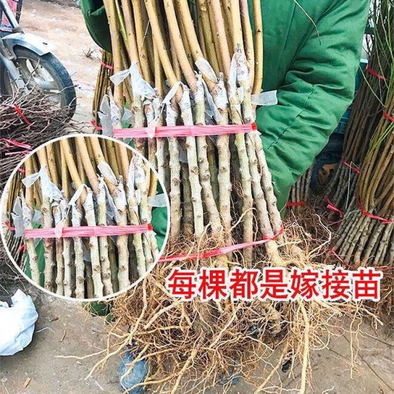 新品种早熟红霸王油桃苗油桃苗香脆甜对版死苗补发