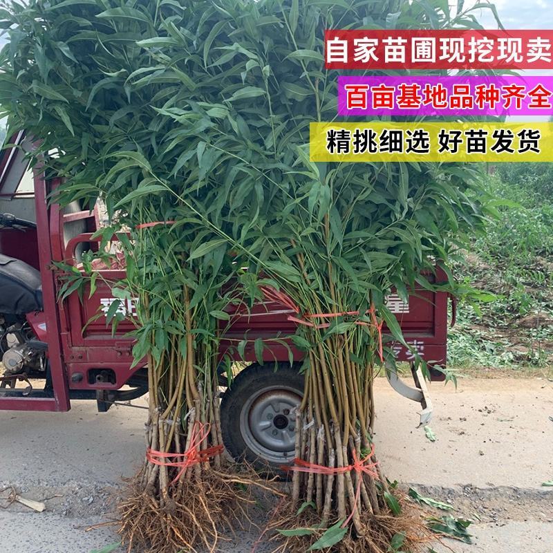 新品种早熟红霸王油桃苗油桃苗香脆甜对版死苗补发