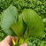 生菜蔬菜代收娃娃菜上海青