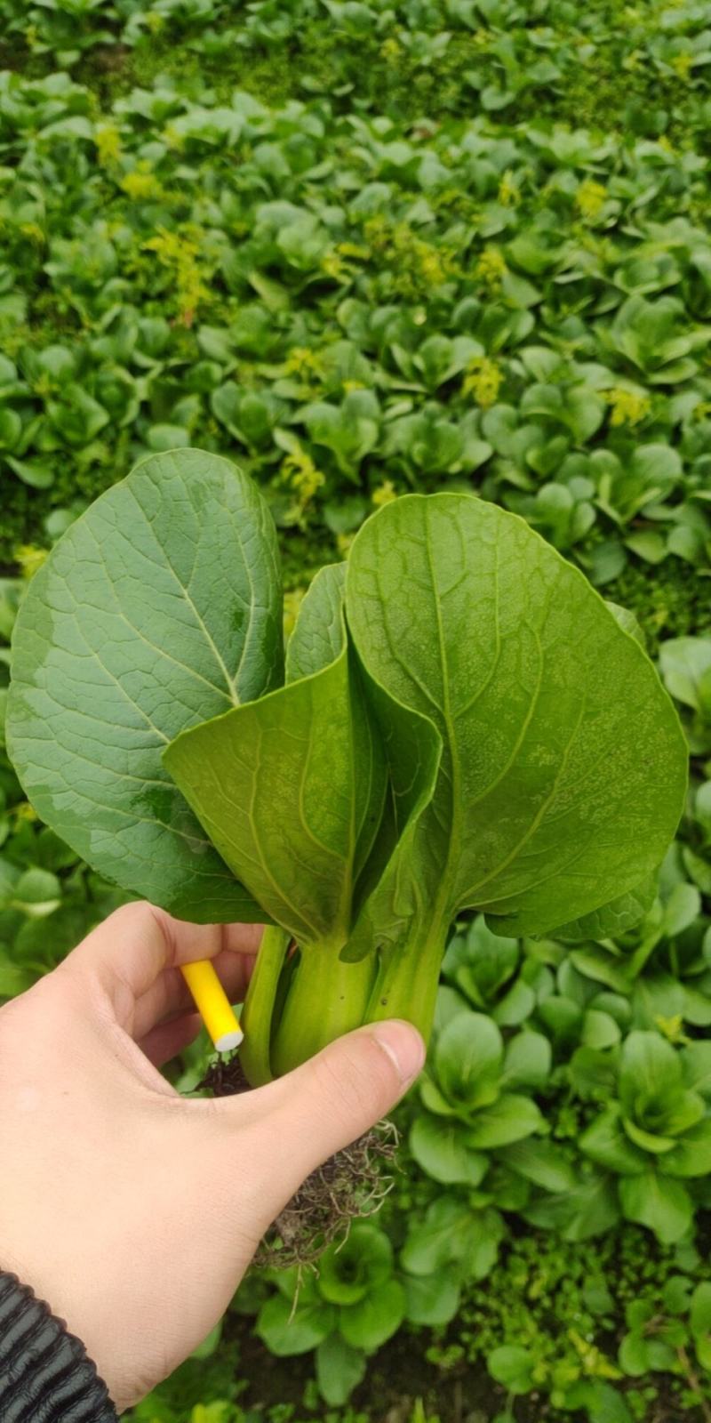 生菜蔬菜代收娃娃菜上海青