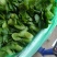 生菜蔬菜代收娃娃菜上海青