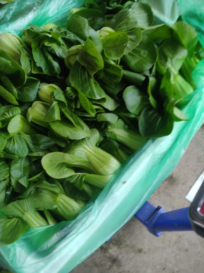 生菜蔬菜代收娃娃菜上海青