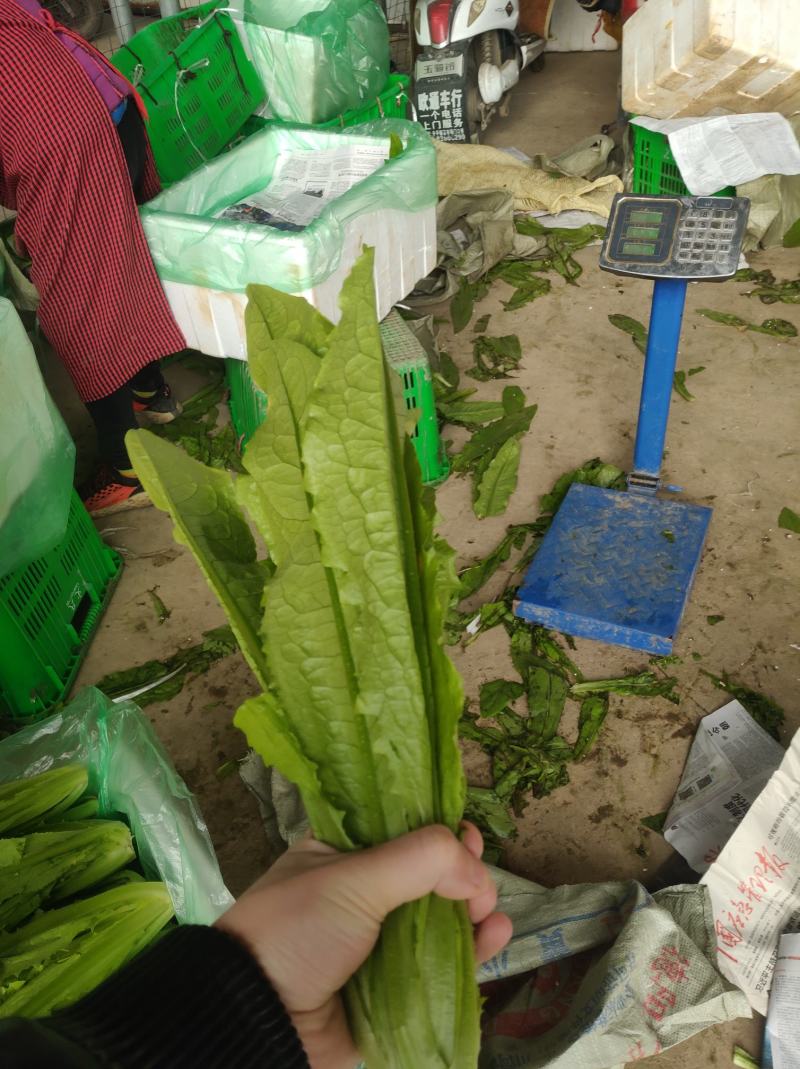 生菜蔬菜代收娃娃菜上海青