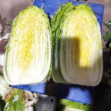精品矮颗秋晓黄心白菜，大量供应，保证质量，价格美丽。