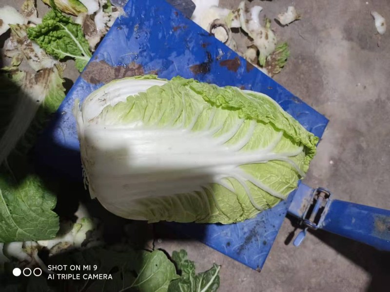 精品矮颗秋晓黄心白菜，大量供应，保证质量，价格美丽。