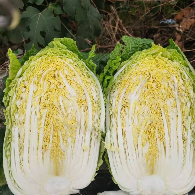 精品矮颗秋晓黄心白菜，大量供应，保证质量，价格美丽。