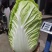 精品矮颗秋晓黄心白菜，大量供应，保证质量，价格美丽。