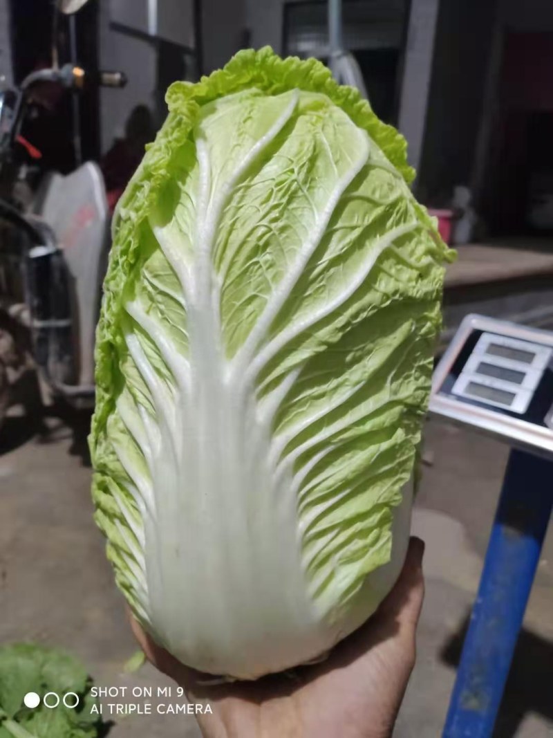 精品矮颗秋晓黄心白菜，大量供应，保证质量，价格美丽。