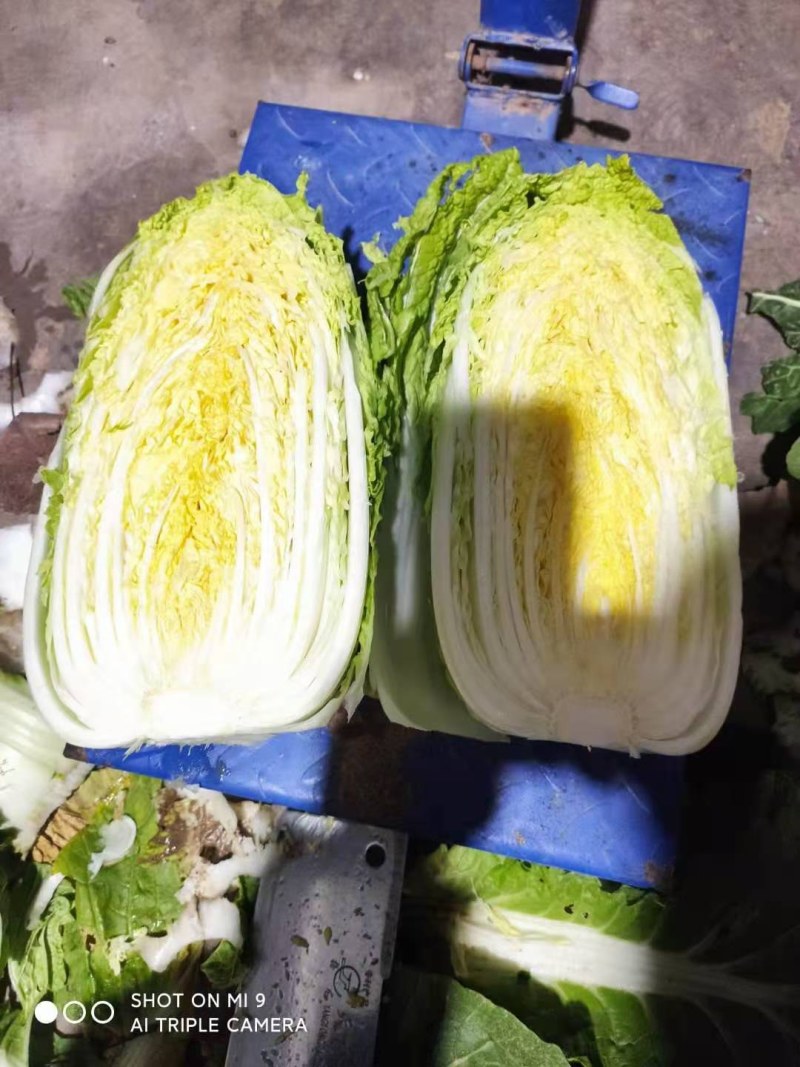 精品矮颗秋晓黄心白菜，大量供应，保证质量，价格美丽。