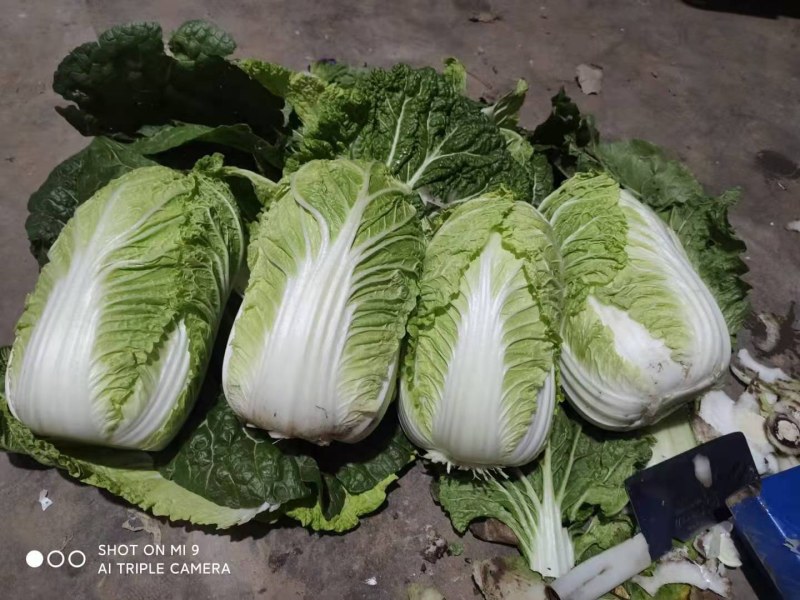 精品矮颗秋晓黄心白菜，大量供应，保证质量，价格美丽。