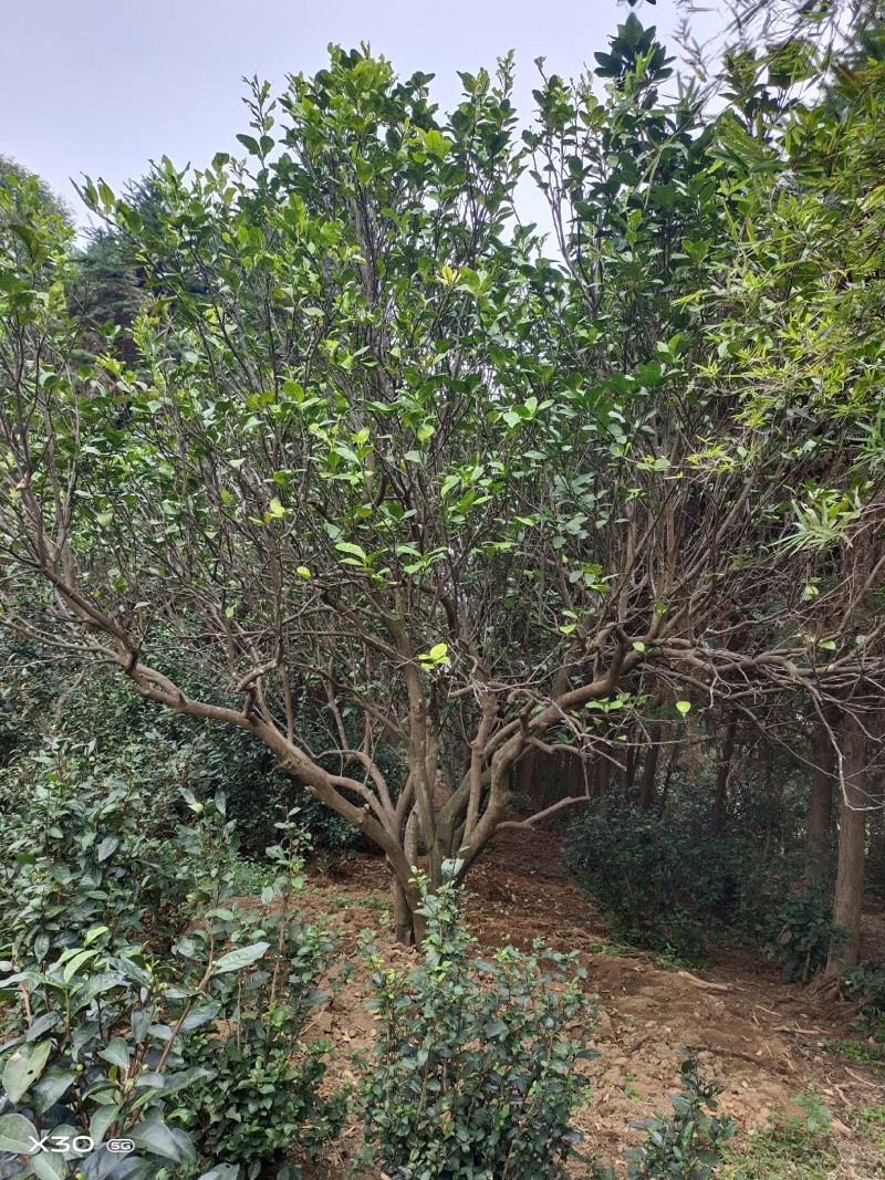 丛生香泡，丛生柚子树