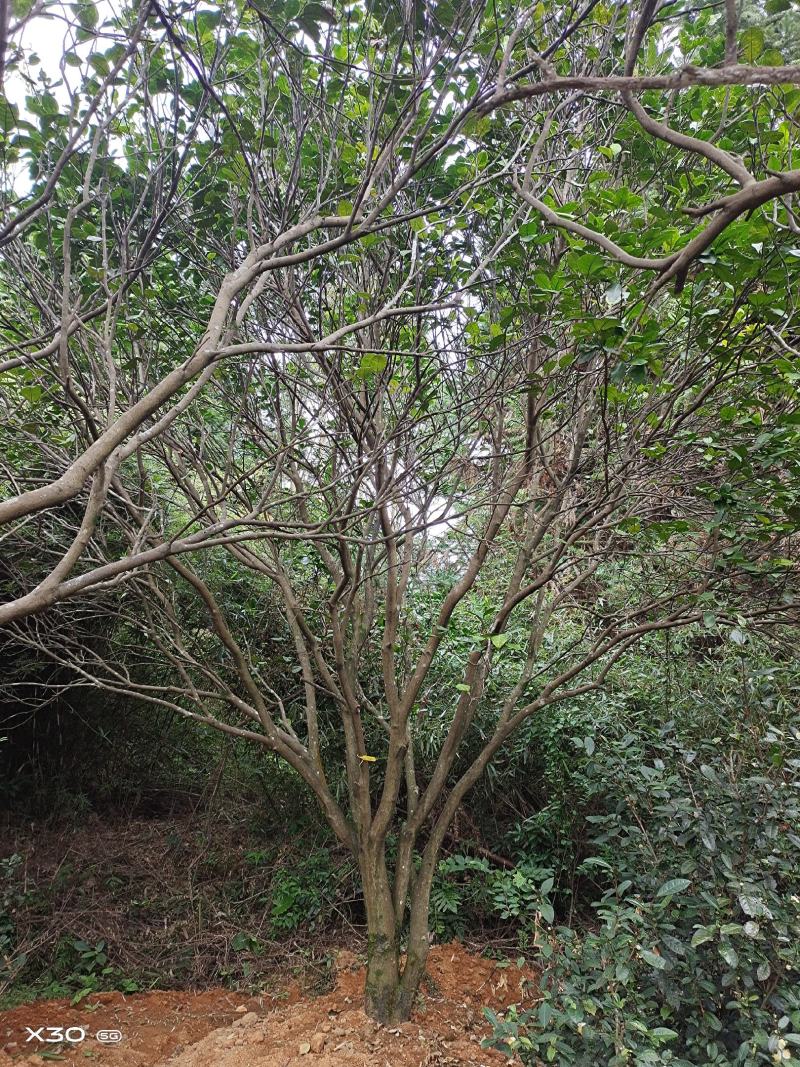丛生香泡，丛生柚子树