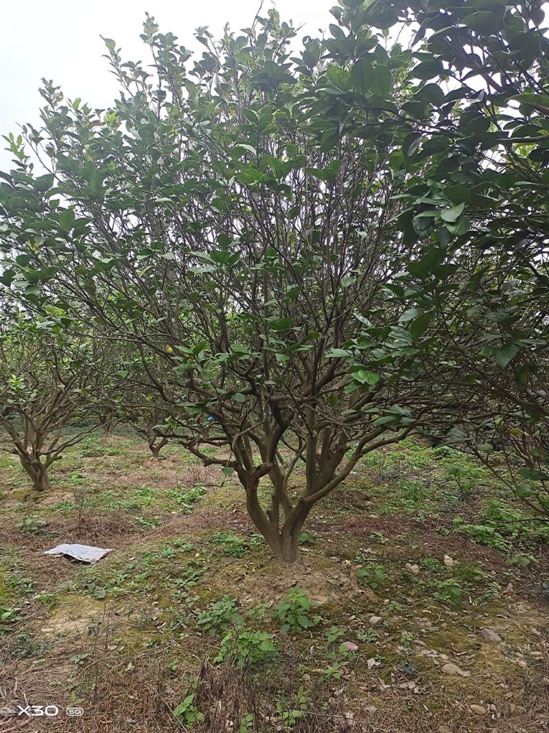 丛生香泡，丛生柚子树