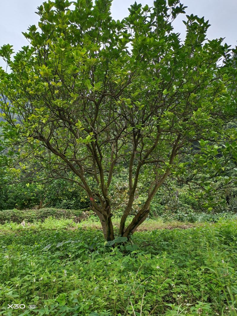 丛生香泡，丛生柚子树