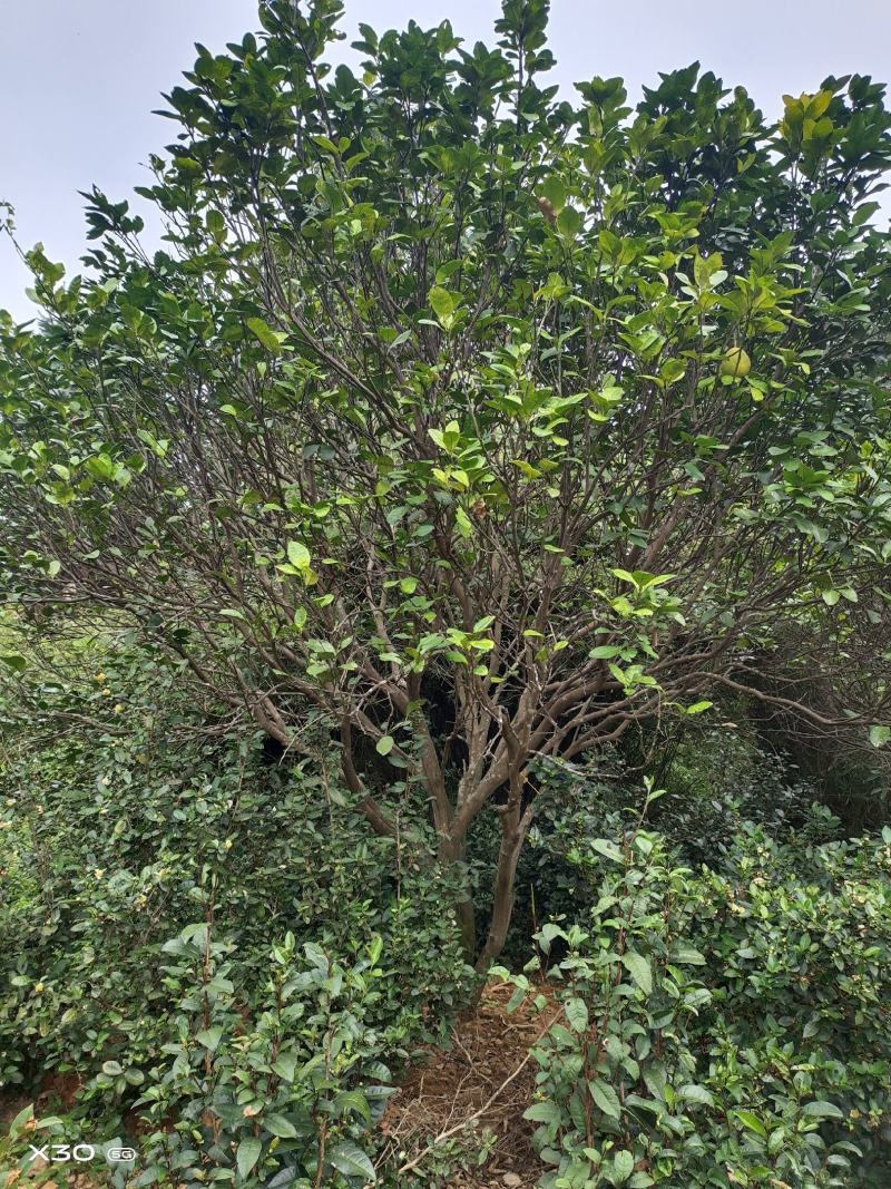 丛生香泡，丛生柚子树