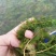 沉水植物，狐尾藻，苦藻，金鱼藻等专用种植与销售。