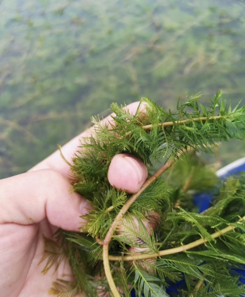 沉水植物，狐尾藻，苦藻，金鱼藻等专用种植与销售。