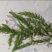 沉水植物，狐尾藻，苦藻，金鱼藻等专用种植与销售。