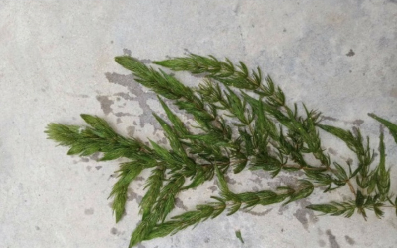 沉水植物，狐尾藻，苦藻，金鱼藻等专用种植与销售。