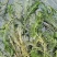 沉水植物，狐尾藻，苦藻，金鱼藻等专用种植与销售。
