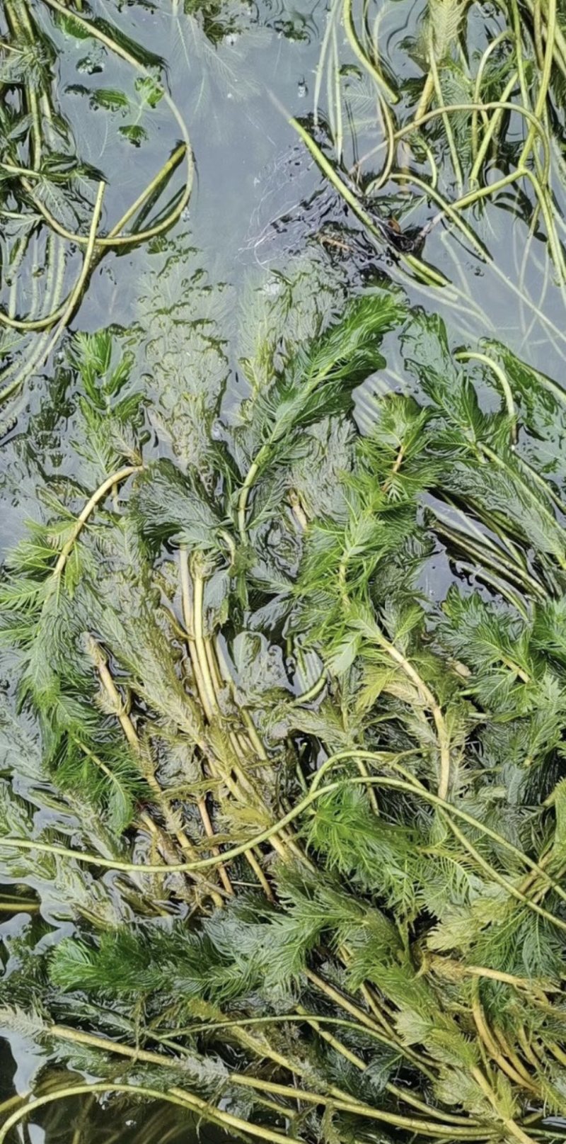 沉水植物，狐尾藻，苦藻，金鱼藻等专用种植与销售。