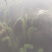 沉水植物，狐尾藻，苦藻，金鱼藻等专用种植与销售。