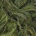 沉水植物，狐尾藻，苦藻，金鱼藻等专用种植与销售。