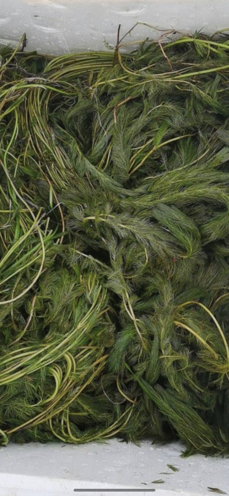 沉水植物，狐尾藻，苦藻，金鱼藻等专用种植与销售。