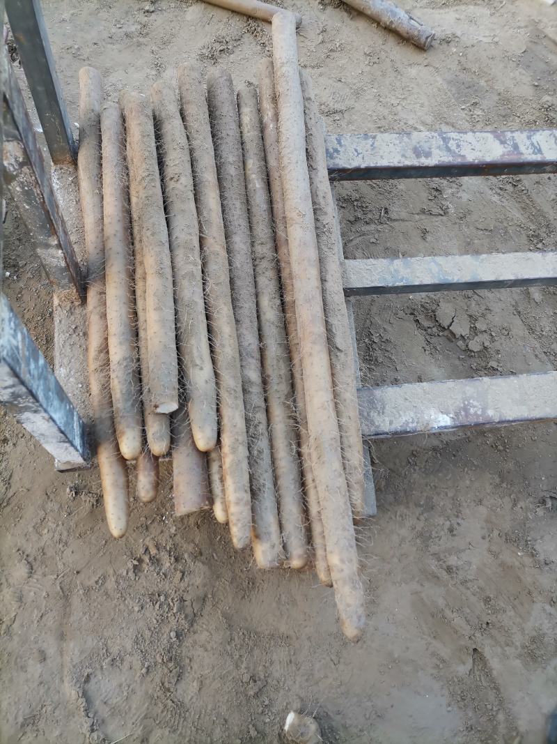 周口九斤黄山药大量有货，诚实代办代发，质量保证，长期合作