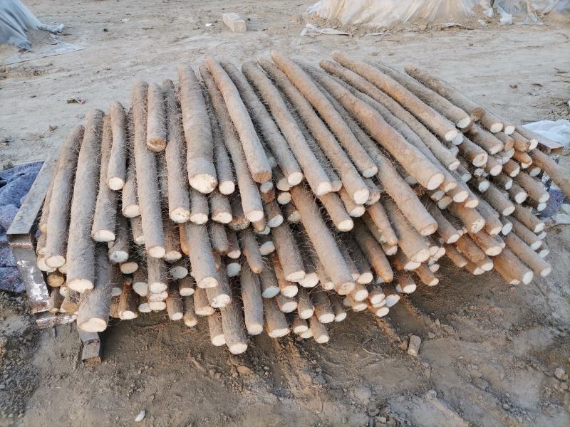周口九斤黄山药大量有货，诚实代办代发，质量保证，长期合作