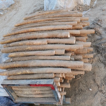周口九斤黄山药大量有货，诚实代办代发，质量保证，长期合作