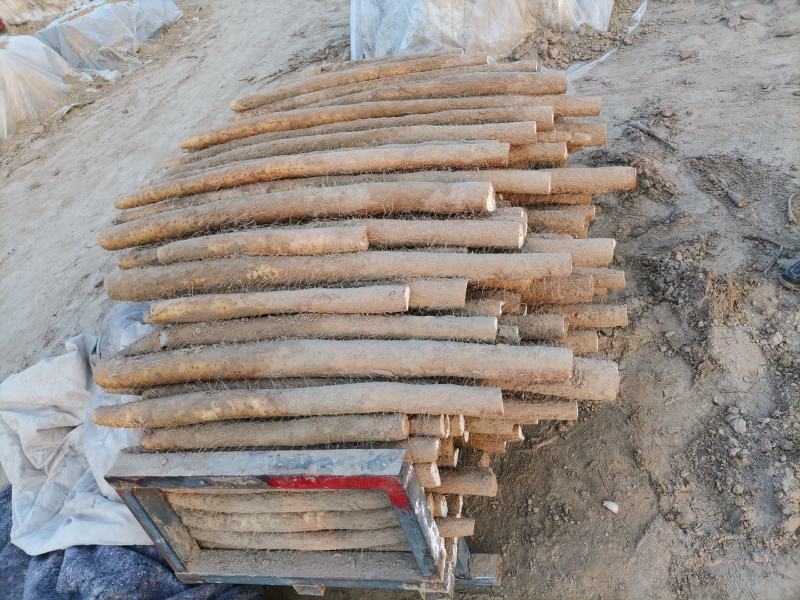 周口九斤黄山药大量有货，诚实代办代发，质量保证，长期合作