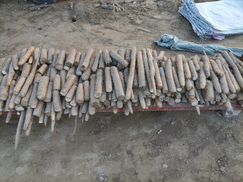 周口九斤黄山药大量有货，诚实代办代发，质量保证，长期合作