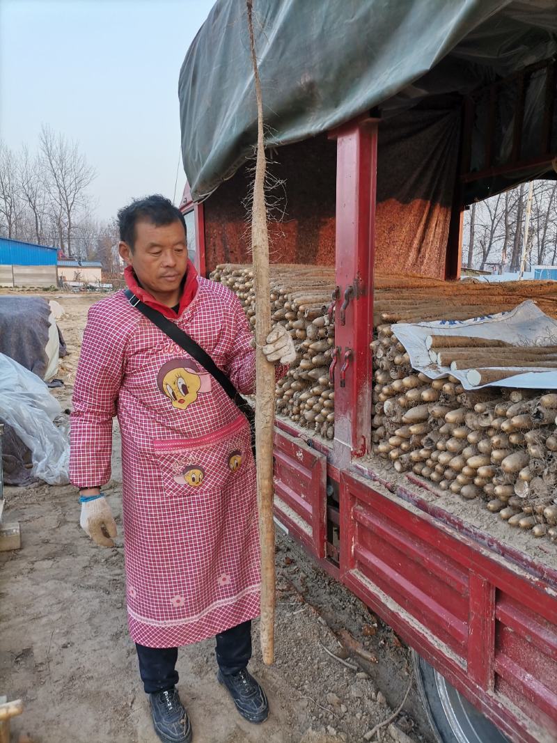 周口九斤黄山药大量有货，诚实代办代发，质量保证，长期合作