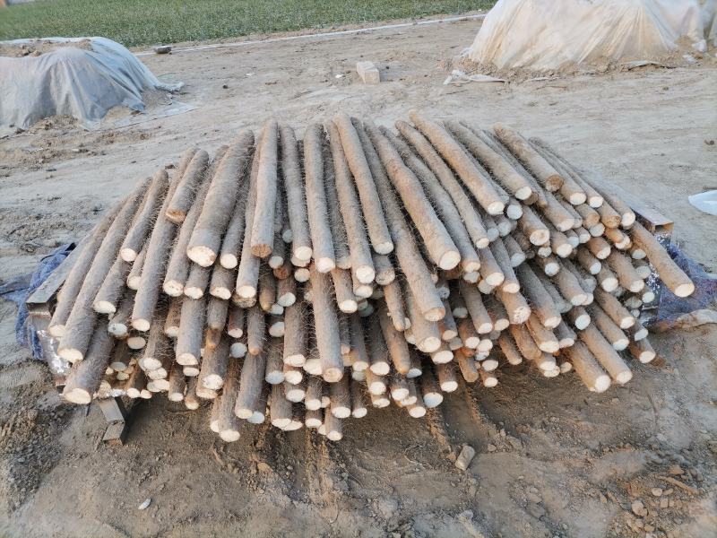 周口九斤黄山药大量有货，诚实代办代发，质量保证，长期合作