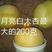 特大杏，月亮白杏苗(150至200克)，保证纯度
