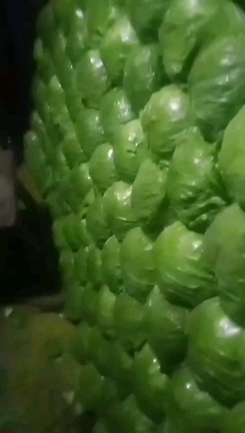 【优质绿甘蓝】甘蓝大量上市个头匀称色泽鲜绿质优价廉