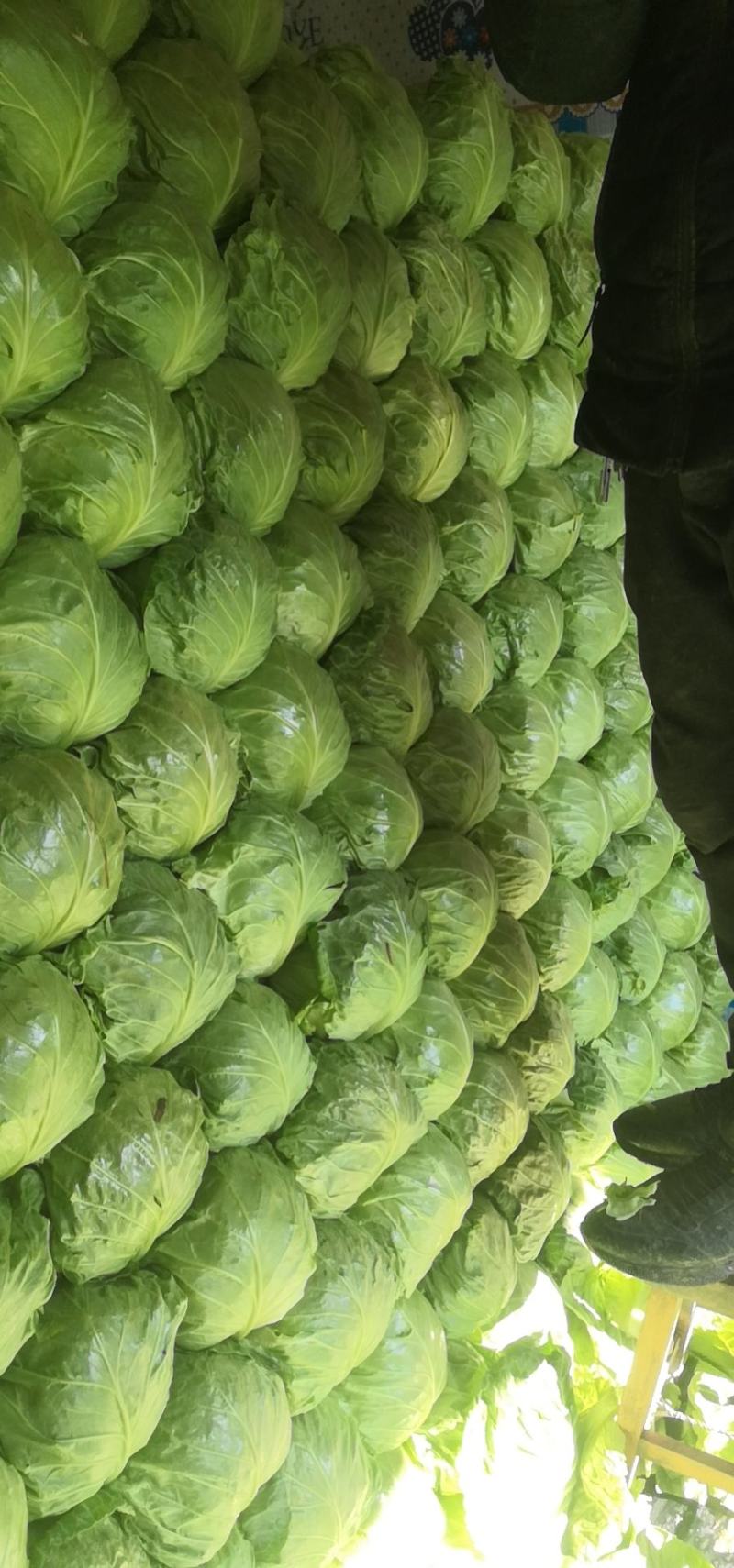 【优质绿甘蓝】甘蓝大量上市个头匀称色泽鲜绿质优价廉