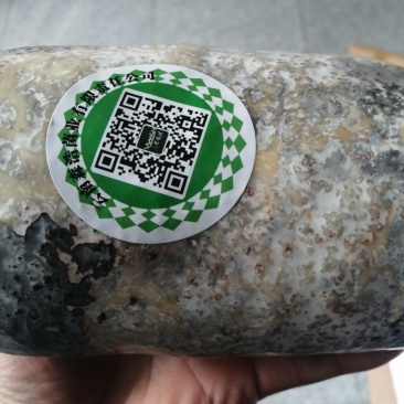 优质粮食蜜环菌，萌发菌