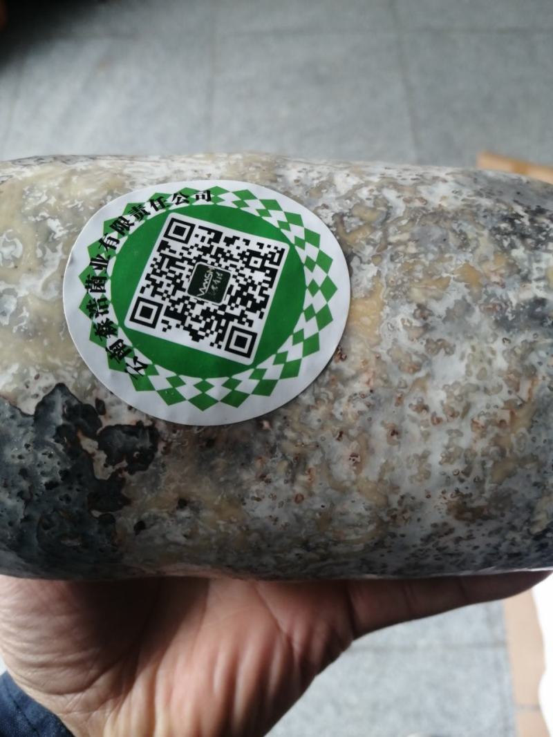 优质粮食蜜环菌，萌发菌